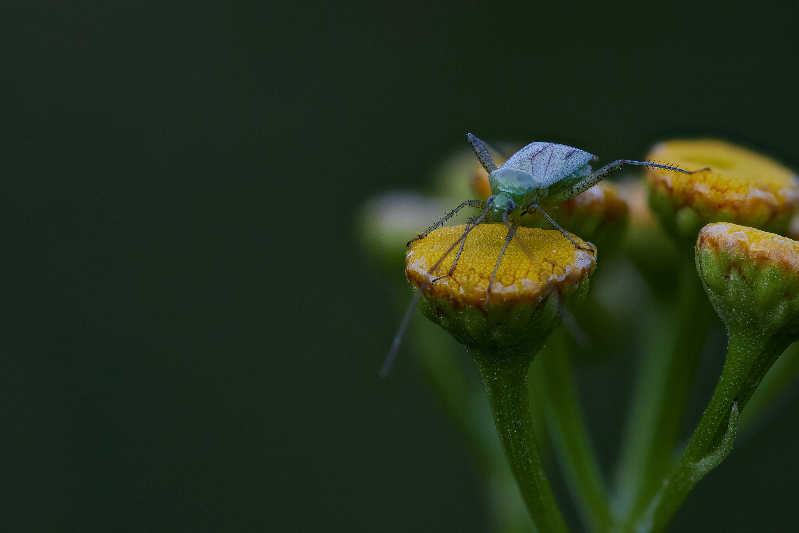 2019 08 04 22 55 41 (C,Smoothing2) kl